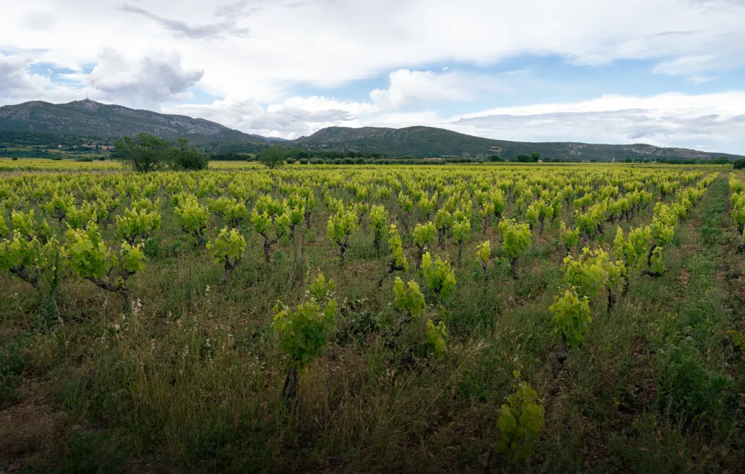 Terrain à vendre autour de moi : comment réussir son acquisition agricole ?