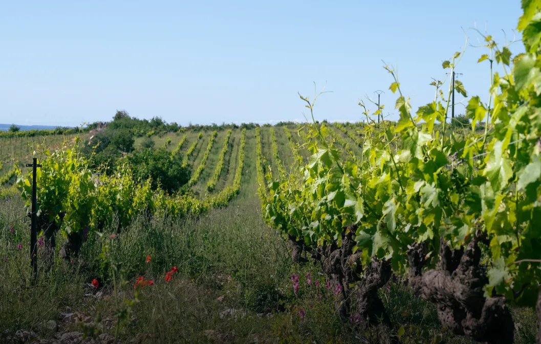 Annonces agricoles : le guide pour réussir la transmission d'une ferme