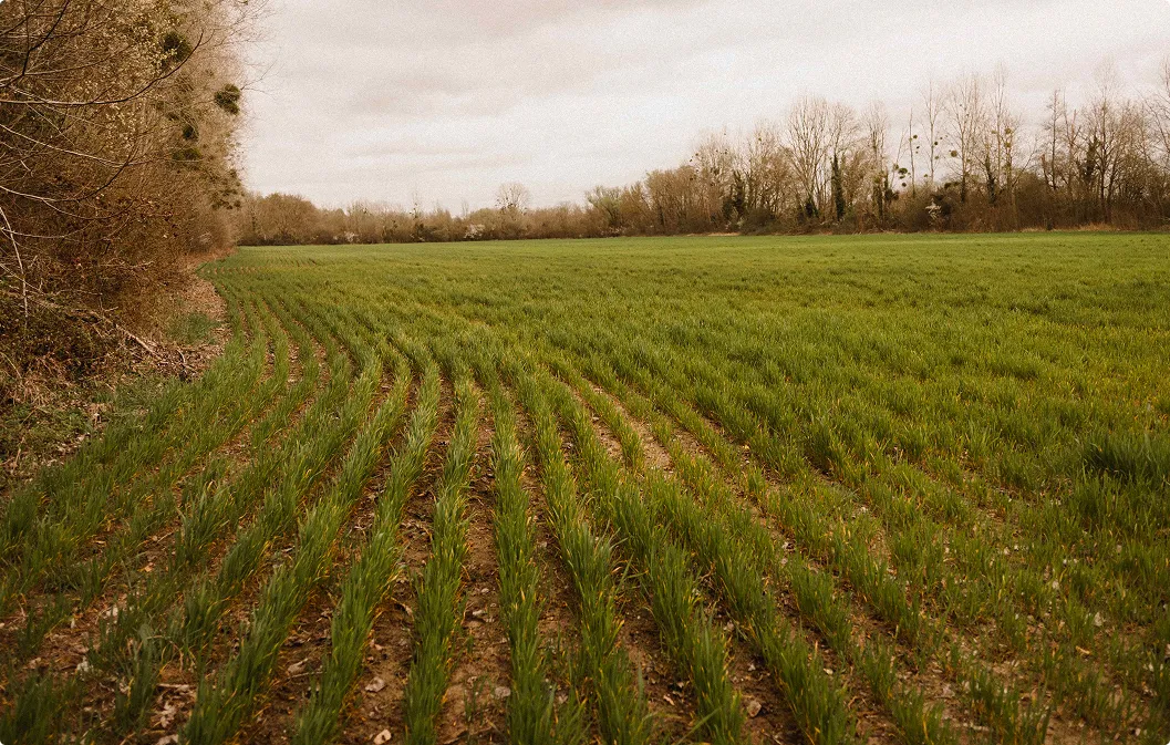 Location avec option d'achat de terres agricoles : comment ça fonctionne ?
