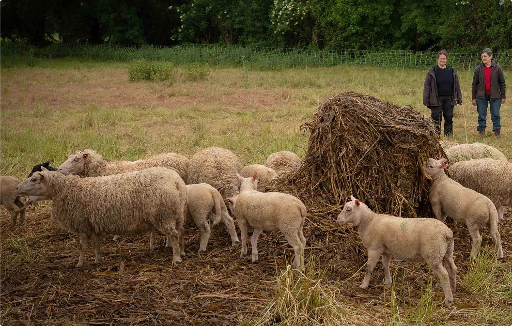 S'installer comme jeune agriculteur : étapes et aides clés